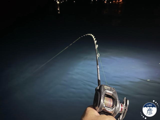 白イカ釣り海彦スタッフ便 R7.6.30