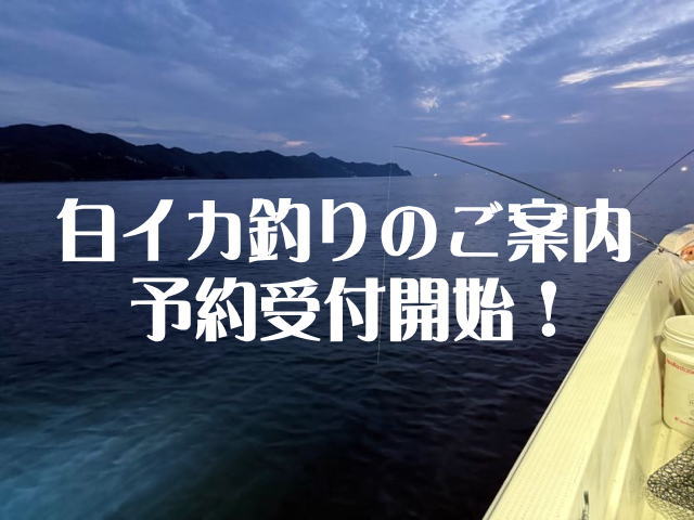 【2026年】遊漁船海彦の白イカ便が新体制でスタート！料金改定とご予約受付のお知らせ